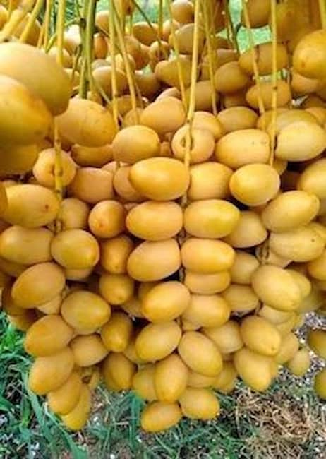 تصویر 3 از خرید و فروش خرما برحی صادراتی با شرایط فوق العاده